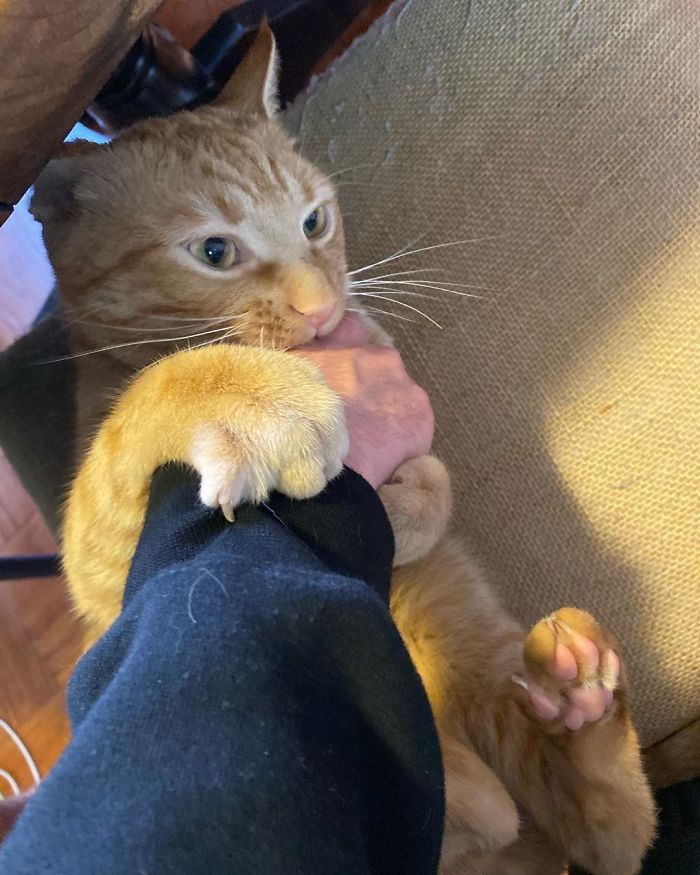 Meet Carrot, The Cat That's Gone Viral For Giving His Owners Anxiety Meet Carrot, The Cat That's Gone Viral For Giving His Owners Anxiety