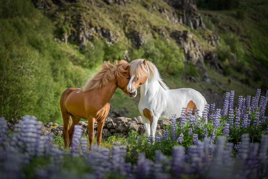 I Photograph Horses In The Breathtaking Icelandic Landscape