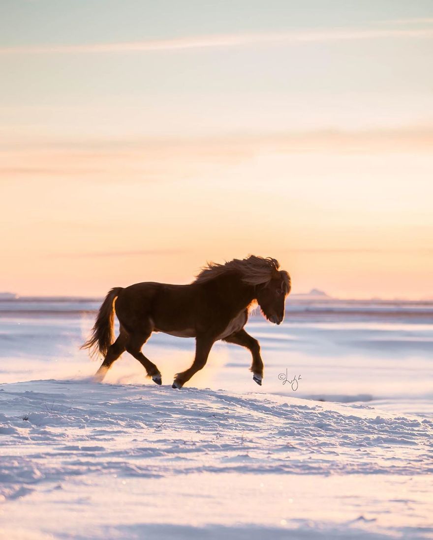 I Photograph Horses In The Breathtaking Icelandic Landscape