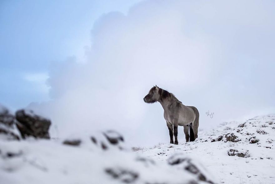 I Photograph Horses In The Breathtaking Icelandic Landscape