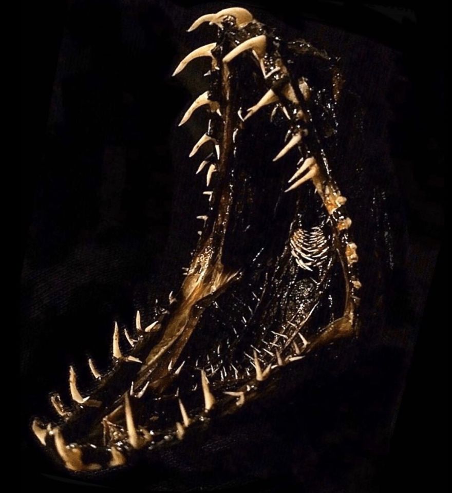 I Taxidermy Deep Sea Fish For Museums I Taxidermy Deep Sea Fish For Museums