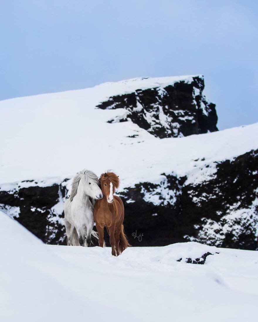 I Photograph Horses In The Breathtaking Icelandic Landscape
