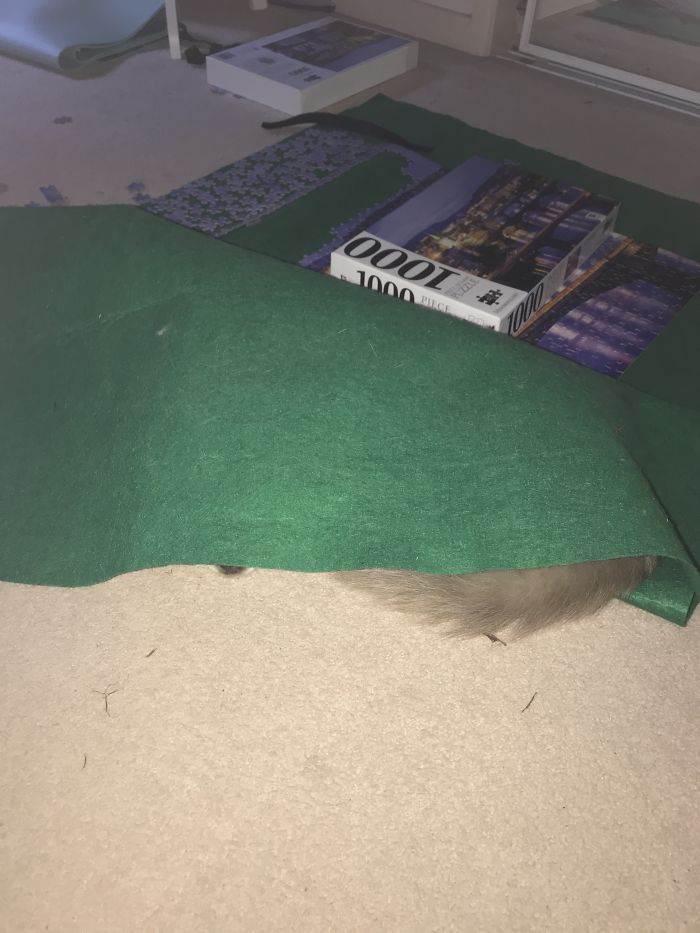 Half Crumpled Puzzle From Where Cat Buried Himself