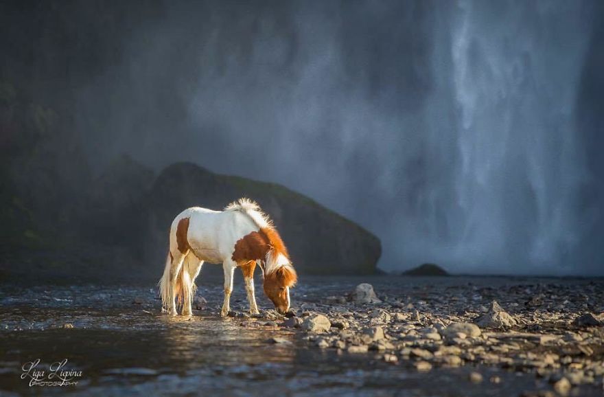 I Photograph Horses In The Breathtaking Icelandic Landscape