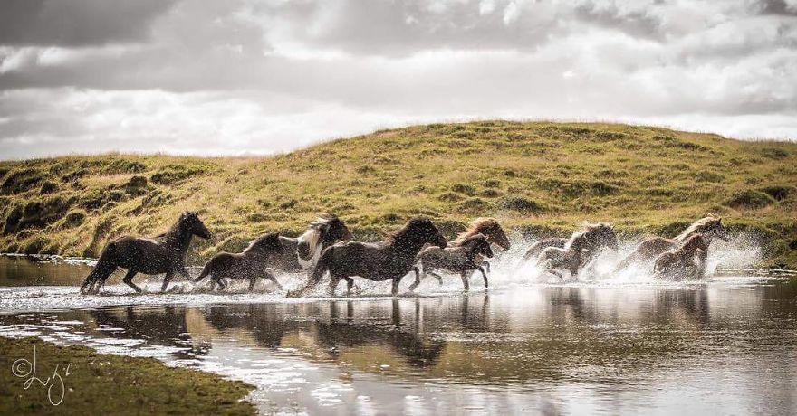 I Photograph Horses In The Breathtaking Icelandic Landscape