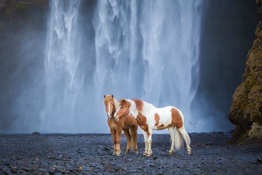 I Photograph Horses In The Breathtaking Icelandic Landscape