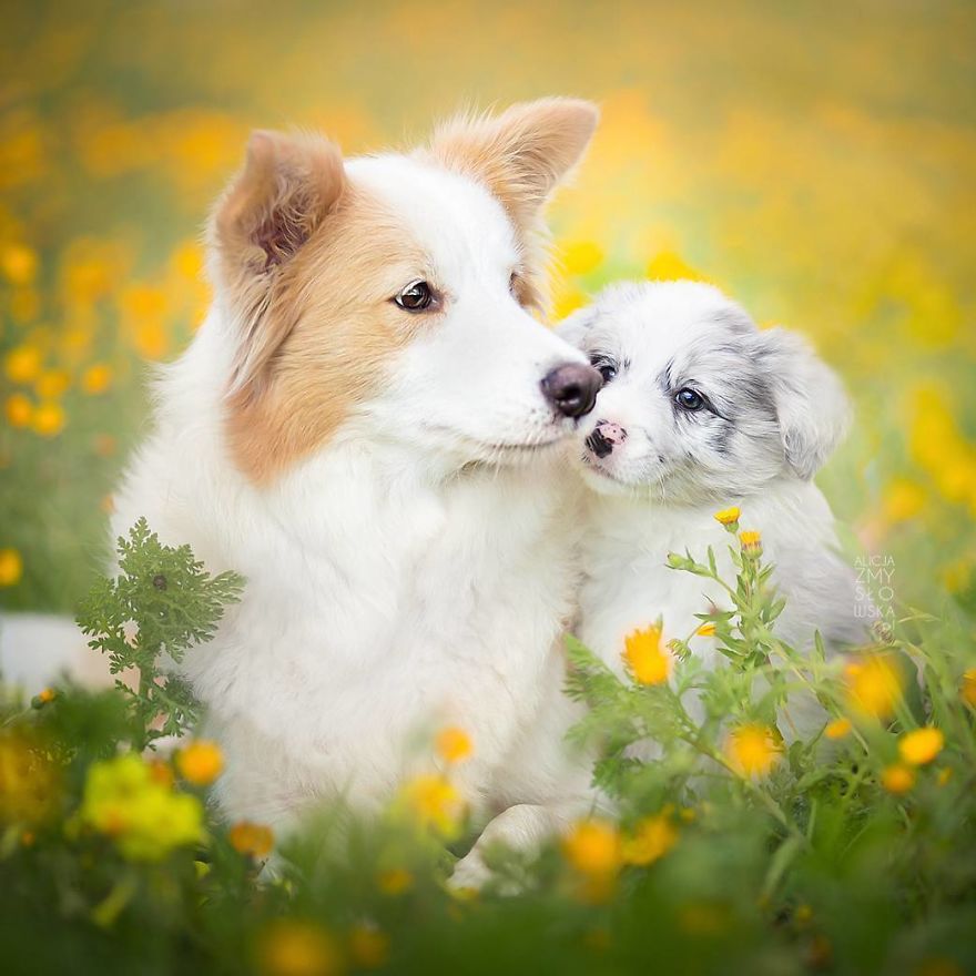 I Came Back With More Heartwarming Dog Portraits That Will Make You Smile