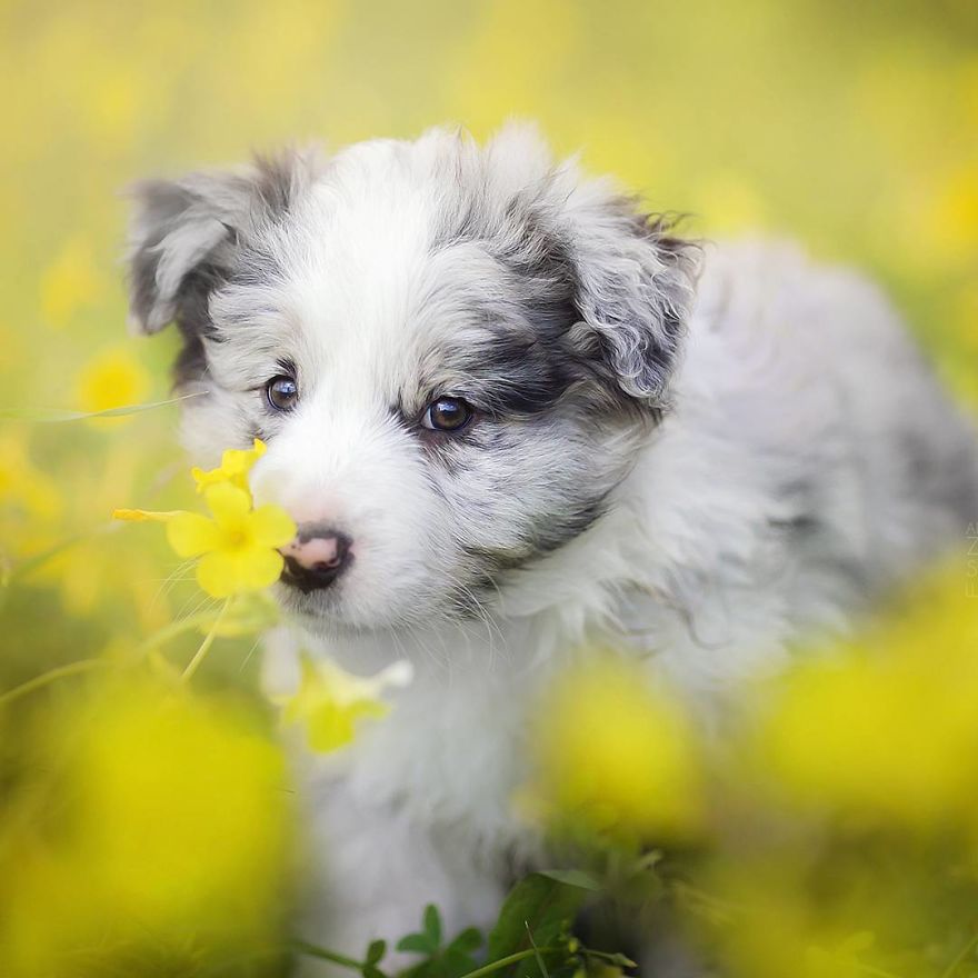 I Came Back With More Heartwarming Dog Portraits That Will Make You Smile