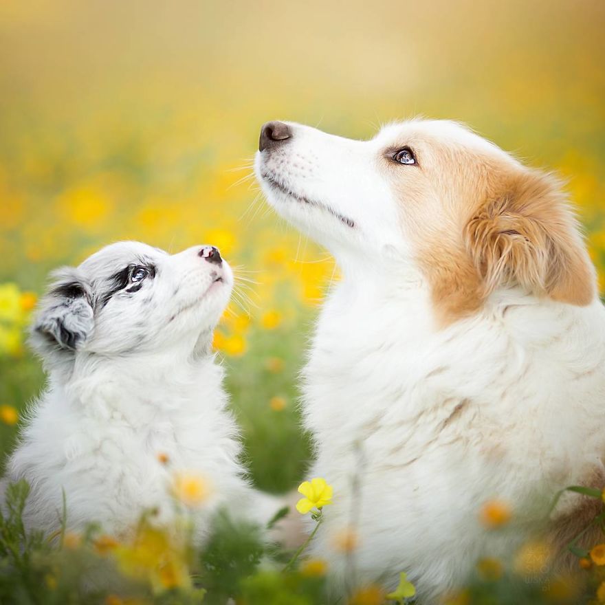 I Came Back With More Heartwarming Dog Portraits That Will Make You Smile
