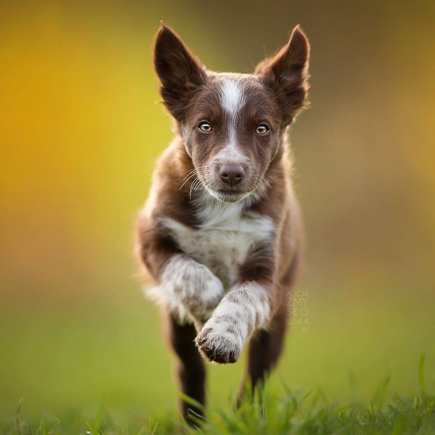 I Came Back With More Heartwarming Dog Portraits That Will Make You Smile