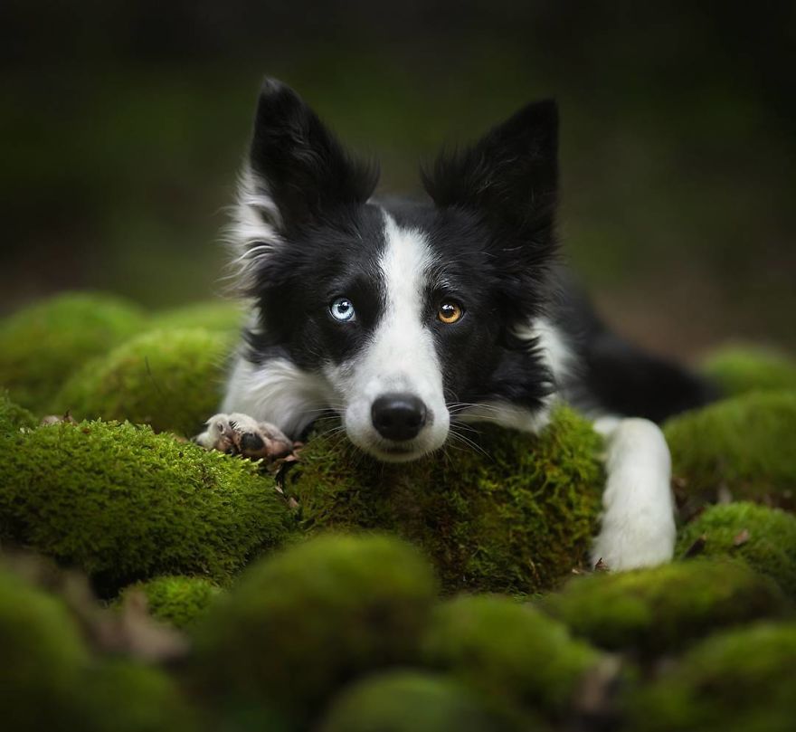 I Came Back With More Heartwarming Dog Portraits That Will Make You Smile