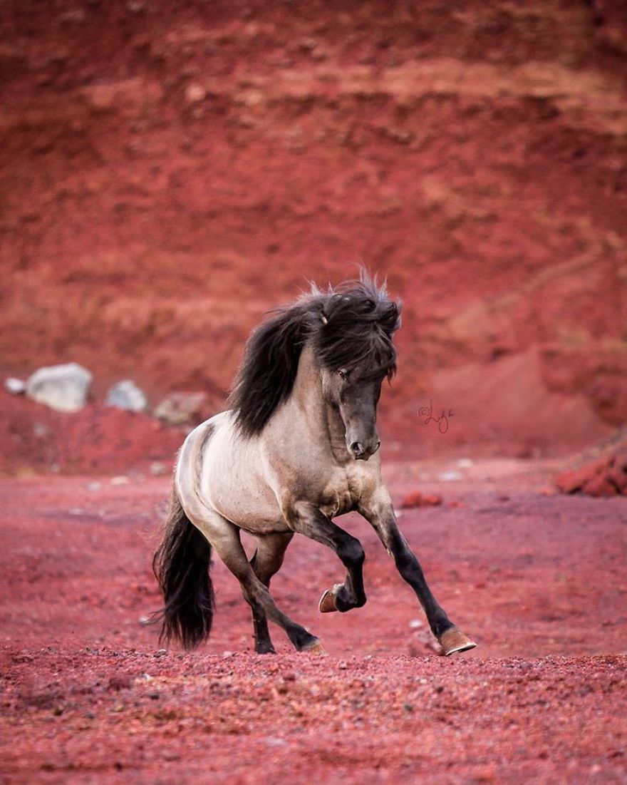 I Photograph Horses In The Breathtaking Icelandic Landscape