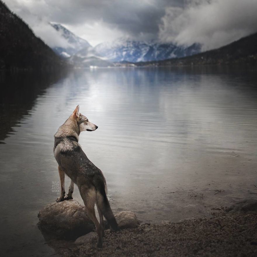 I Came Back With More Heartwarming Dog Portraits That Will Make You Smile