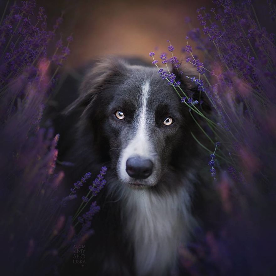 I Came Back With More Heartwarming Dog Portraits That Will Make You Smile