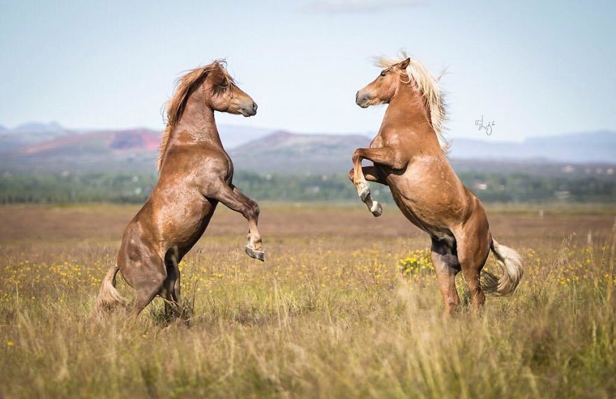 I Photograph Horses In The Breathtaking Icelandic Landscape