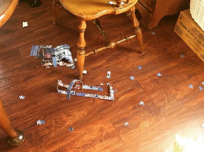 Sometimes I Really Hate My Cats