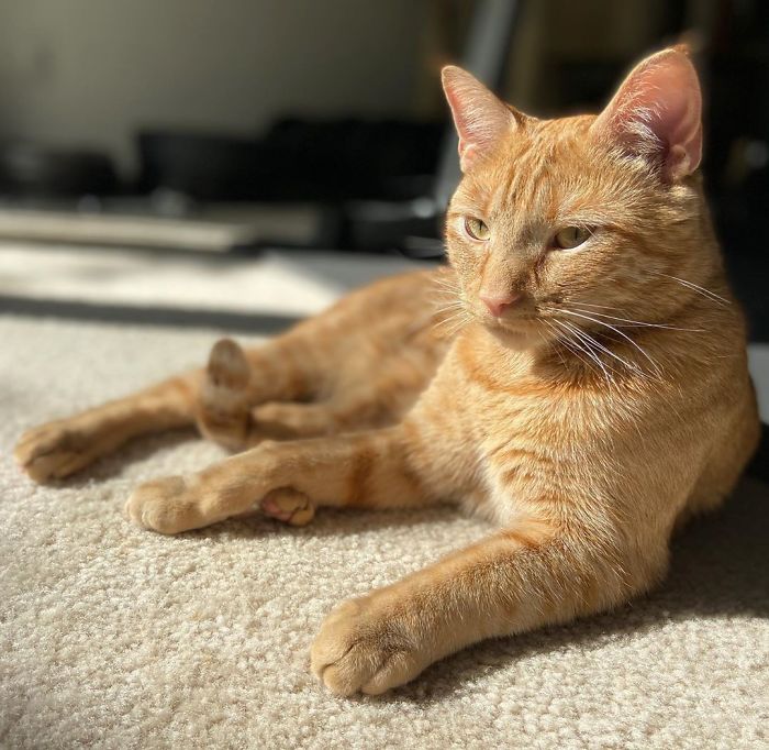 Meet Carrot, The Cat That's Gone Viral For Giving His Owners Anxiety Meet Carrot, The Cat That's Gone Viral For Giving His Owners Anxiety