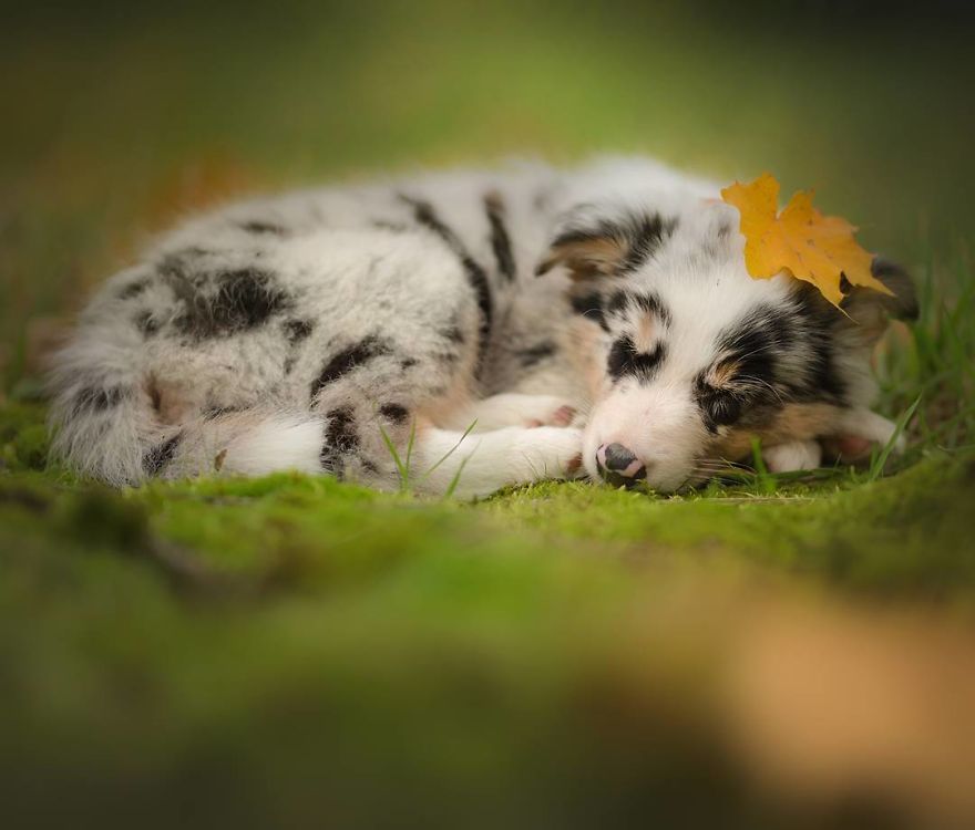 I Came Back With More Heartwarming Dog Portraits That Will Make You Smile