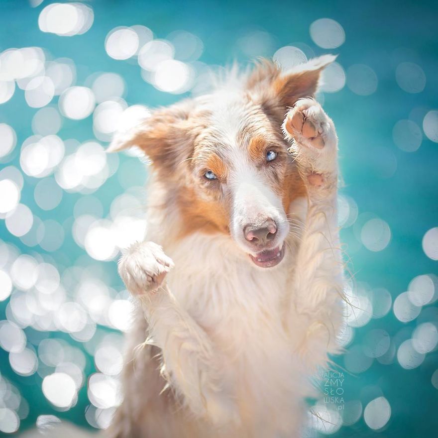 I Came Back With More Heartwarming Dog Portraits That Will Make You Smile