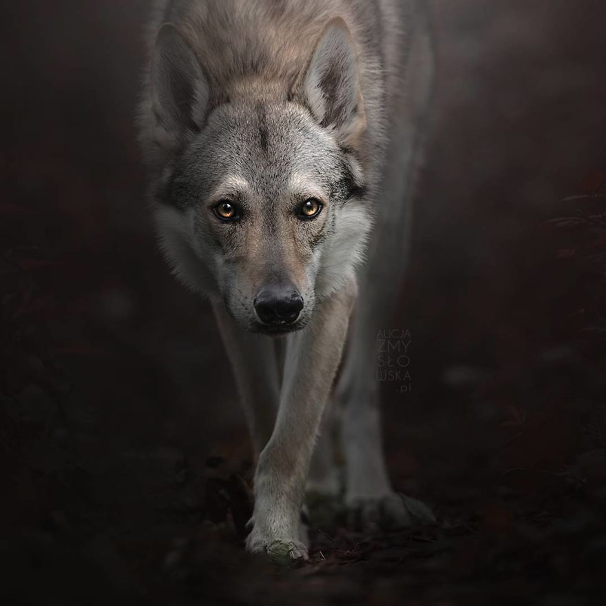 I Came Back With More Heartwarming Dog Portraits That Will Make You Smile