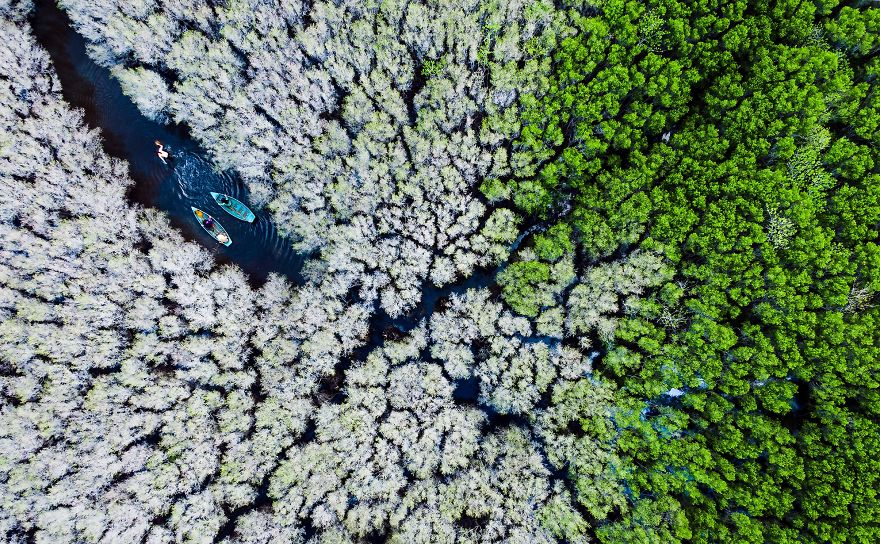 Bau Ca Cai Mangroves