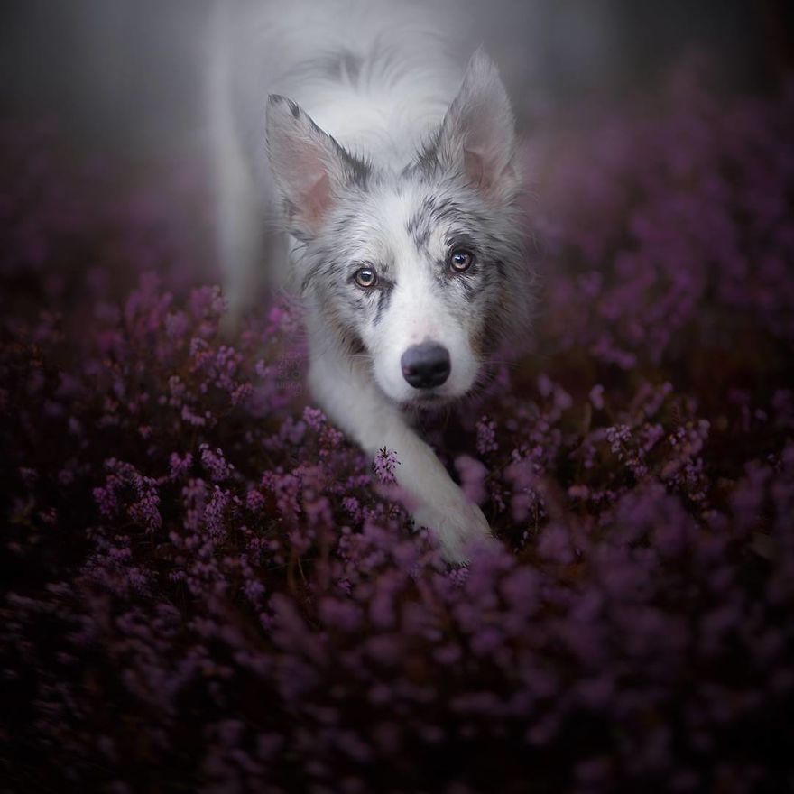 I Came Back With More Heartwarming Dog Portraits That Will Make You Smile