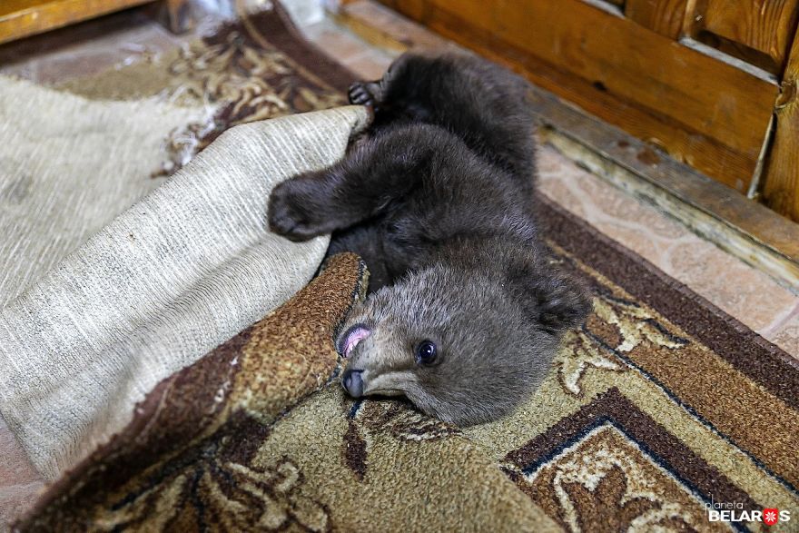 Bear Cub Wanders Onto A Farm And Authorities Suggest Putting Her To Sleep But This Man Decides To Raise Her Bear Cub Wanders Onto A Farm And Authorities Suggest Putting Her To Sleep But This Man Decides To Raise Her