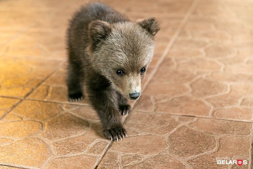 Bear Cub Wanders Onto A Farm And Authorities Suggest Putting Her To Sleep But This Man Decides To Raise Her Bear Cub Wanders Onto A Farm And Authorities Suggest Putting Her To Sleep But This Man Decides To Raise Her