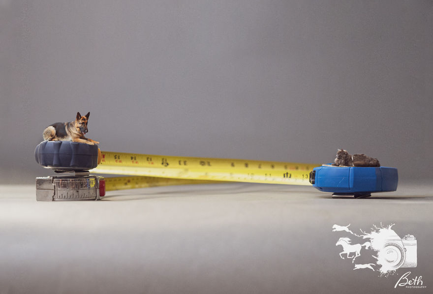 "Honey I Shrunk The Pets, Covid-19 Edition!" "Honey I Shrunk The Pets, Covid-19 Edition!"