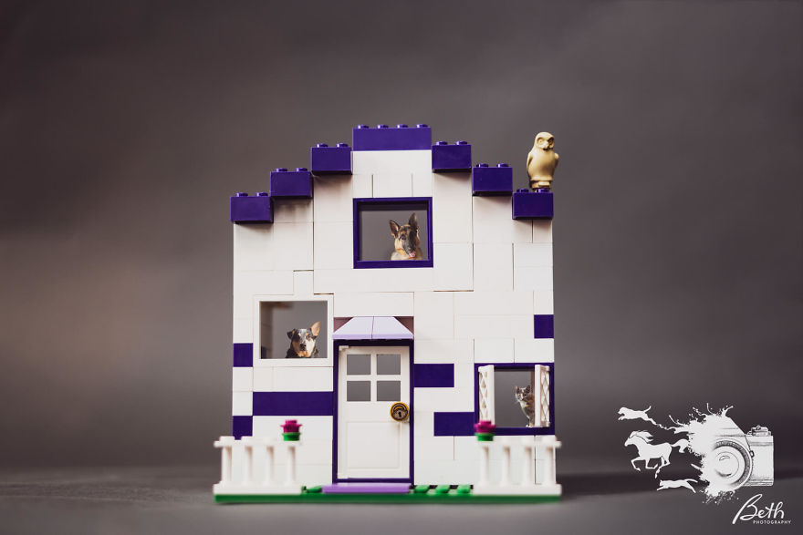 "Honey I Shrunk The Pets, Covid-19 Edition!" "Honey I Shrunk The Pets, Covid-19 Edition!"