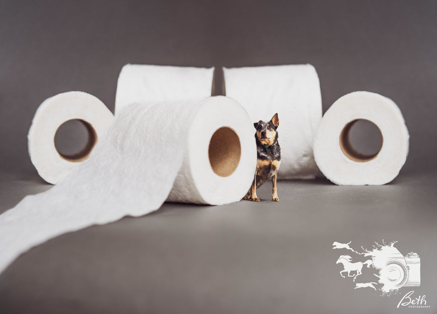 "Honey I Shrunk The Pets, Covid-19 Edition!"