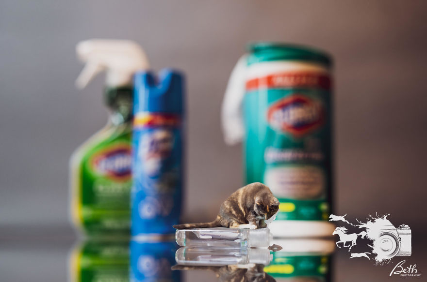 "Honey I Shrunk The Pets, Covid-19 Edition!"