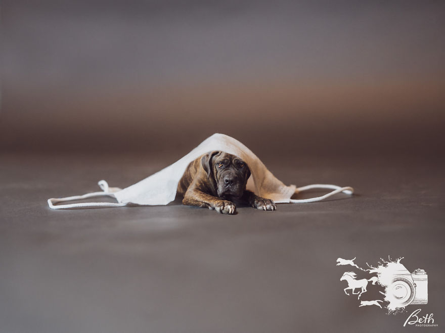 "Honey I Shrunk The Pets, Covid-19 Edition!" "Honey I Shrunk The Pets, Covid-19 Edition!"