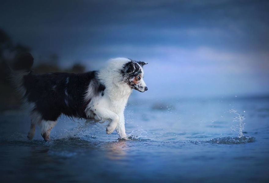 I Came Back With More Heartwarming Dog Portraits That Will Make You Smile