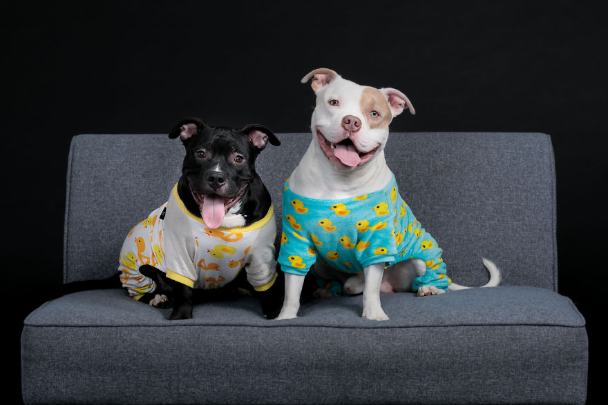 Pitties And Pj's Pitties And Pj's