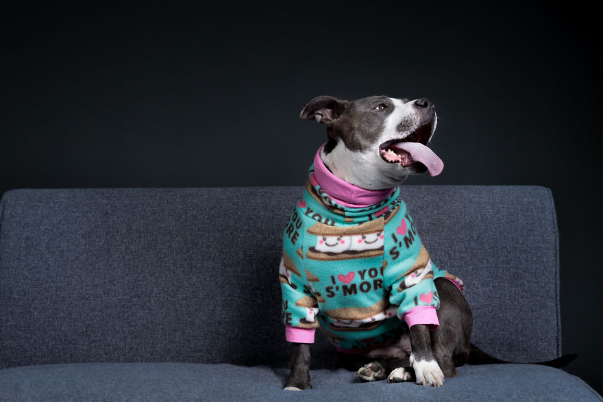 Pitties And Pj's Pitties And Pj's