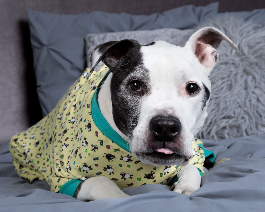 Pitties And Pj's Pitties And Pj's