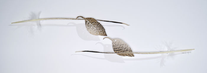 Chris Maynard At Featherfolio Returns With More Feather Carvings