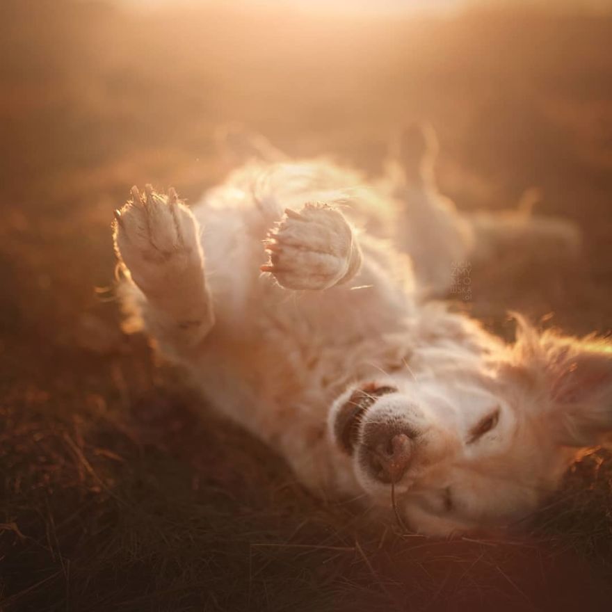 I Came Back With More Heartwarming Dog Portraits That Will Make You Smile