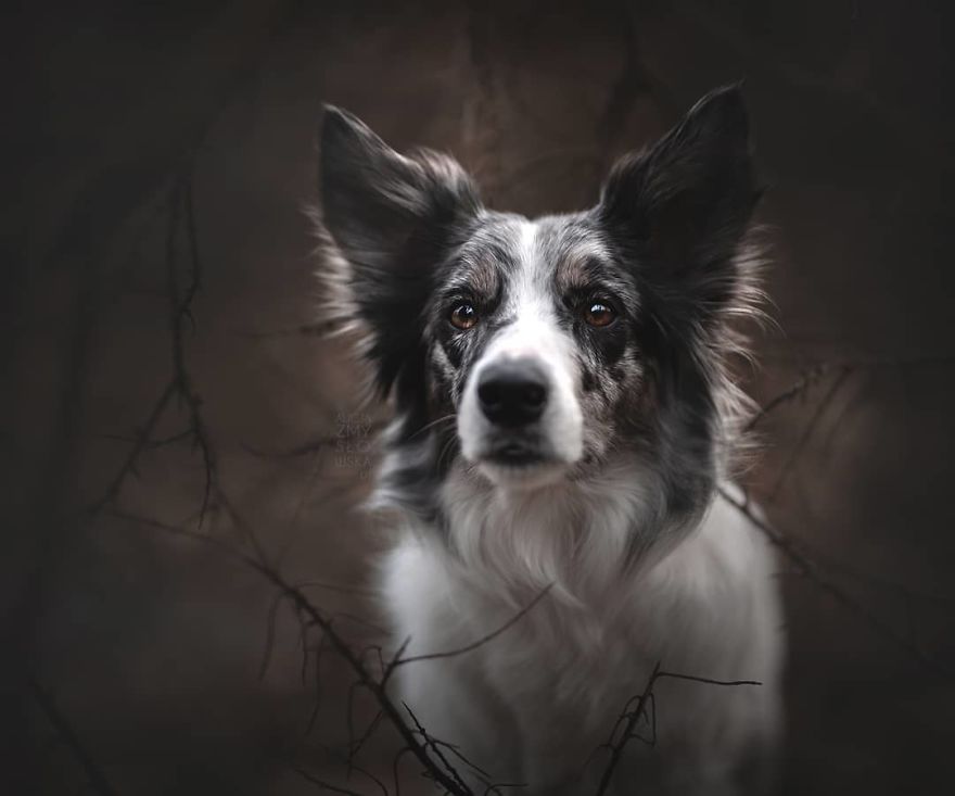 I Came Back With More Heartwarming Dog Portraits That Will Make You Smile