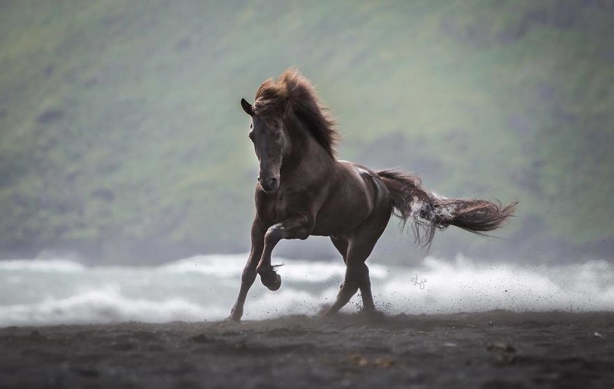 I Photograph Horses In The Breathtaking Icelandic Landscape