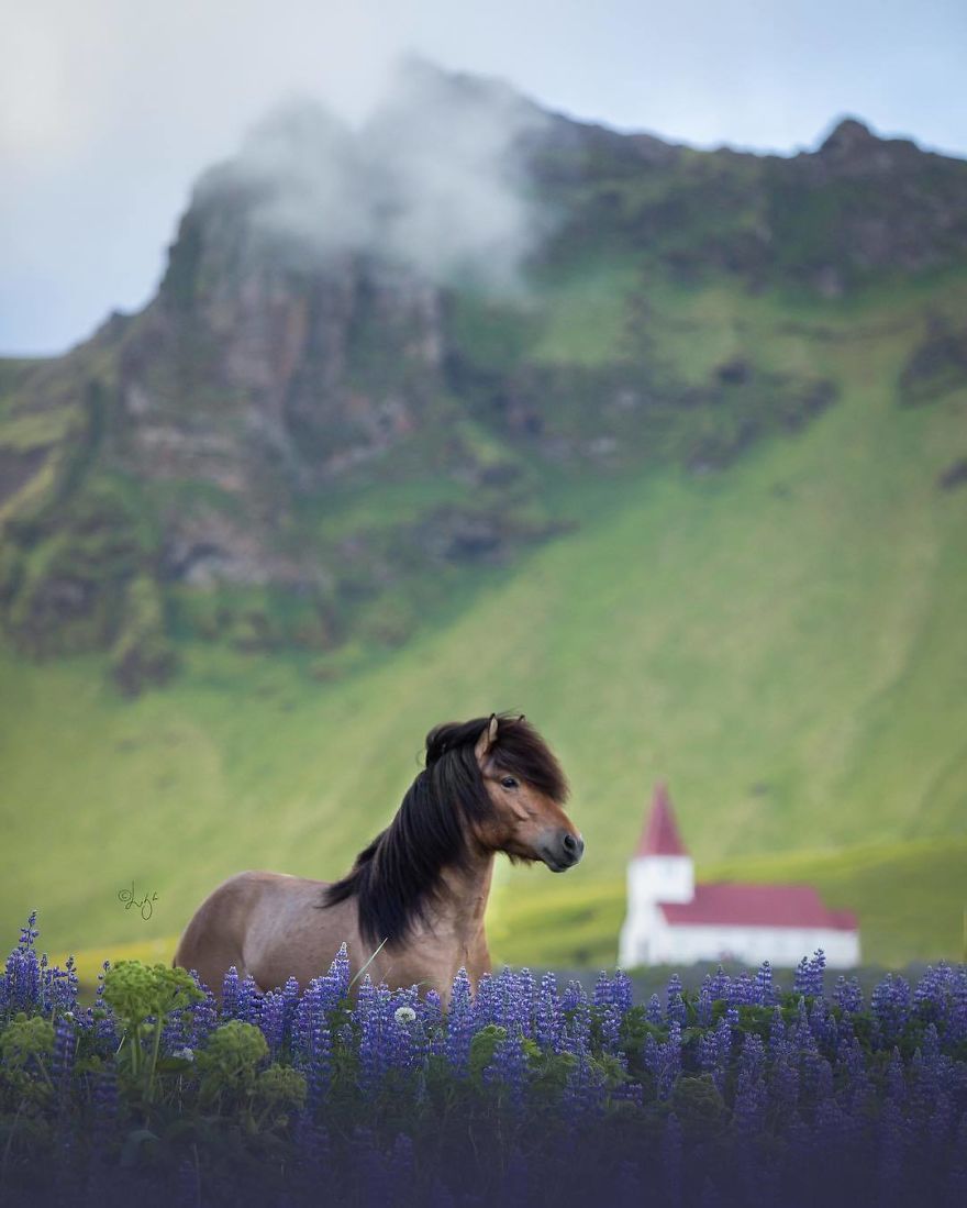 I Photograph Horses In The Breathtaking Icelandic Landscape