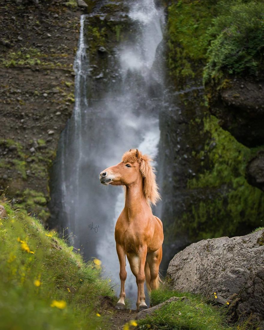 I Photograph Horses In The Breathtaking Icelandic Landscape