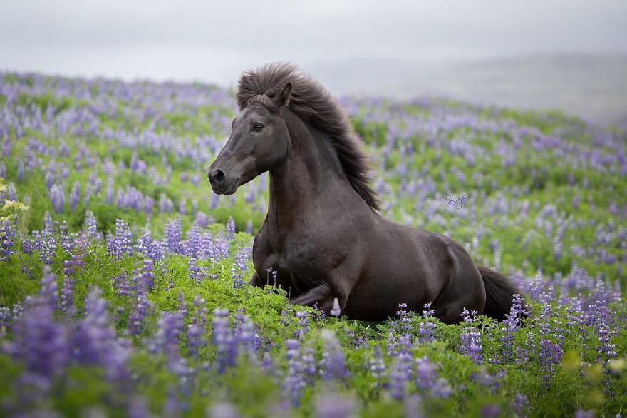 I Photograph Horses In The Breathtaking Icelandic Landscape