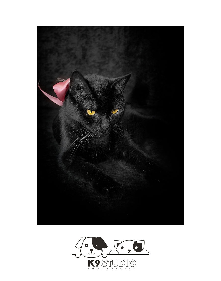 The Dark In The One The Dark In The One