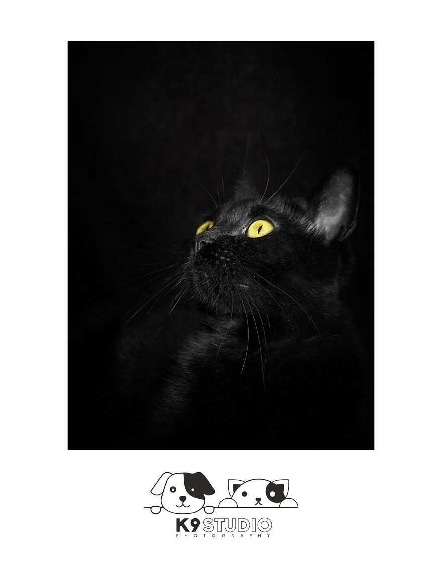 The Dark In The One The Dark In The One