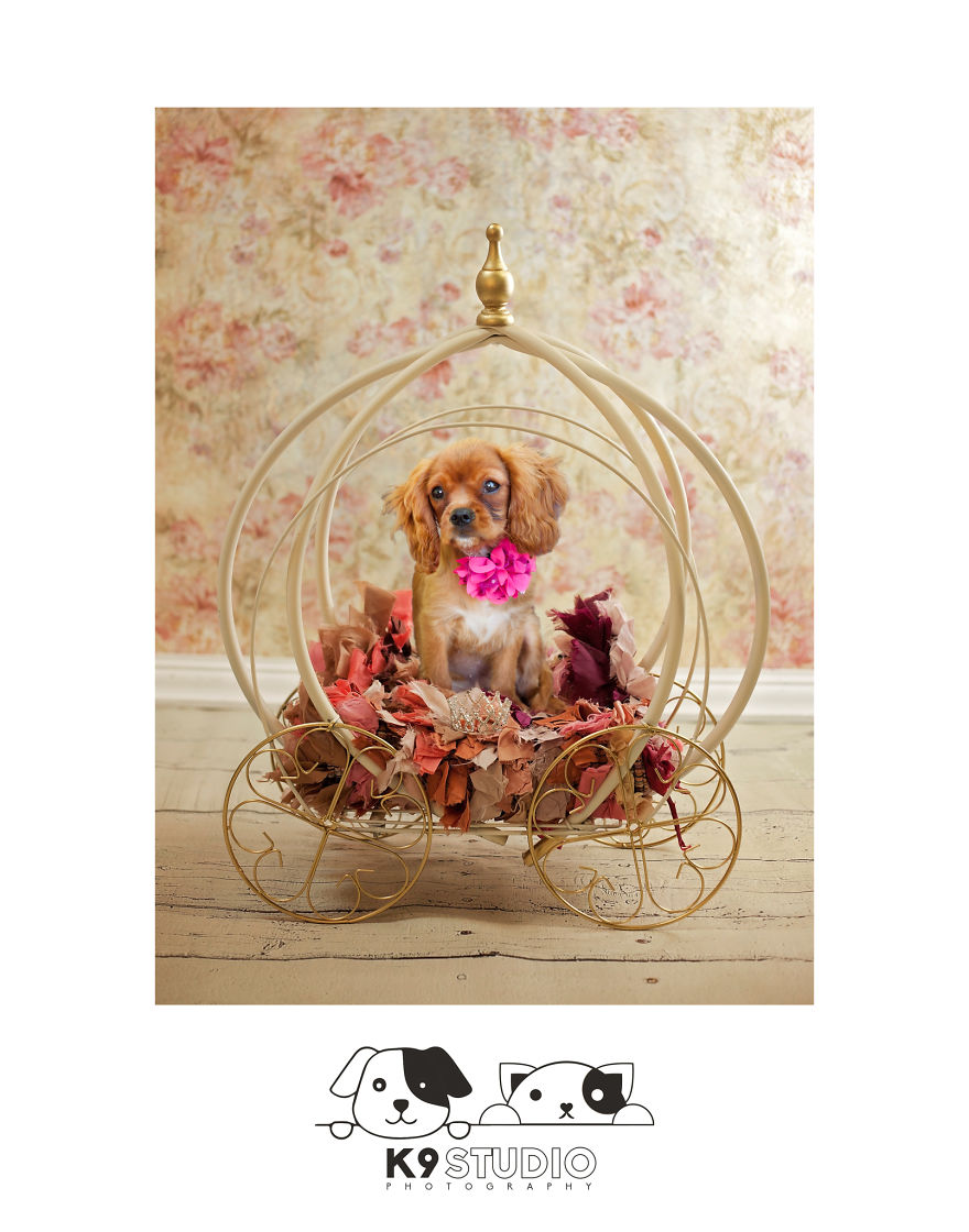 The Royal In The Bark