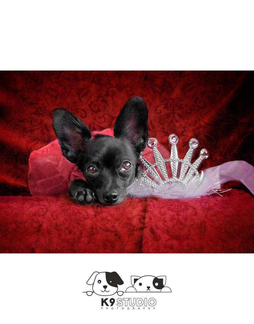 The Royal In The Bark