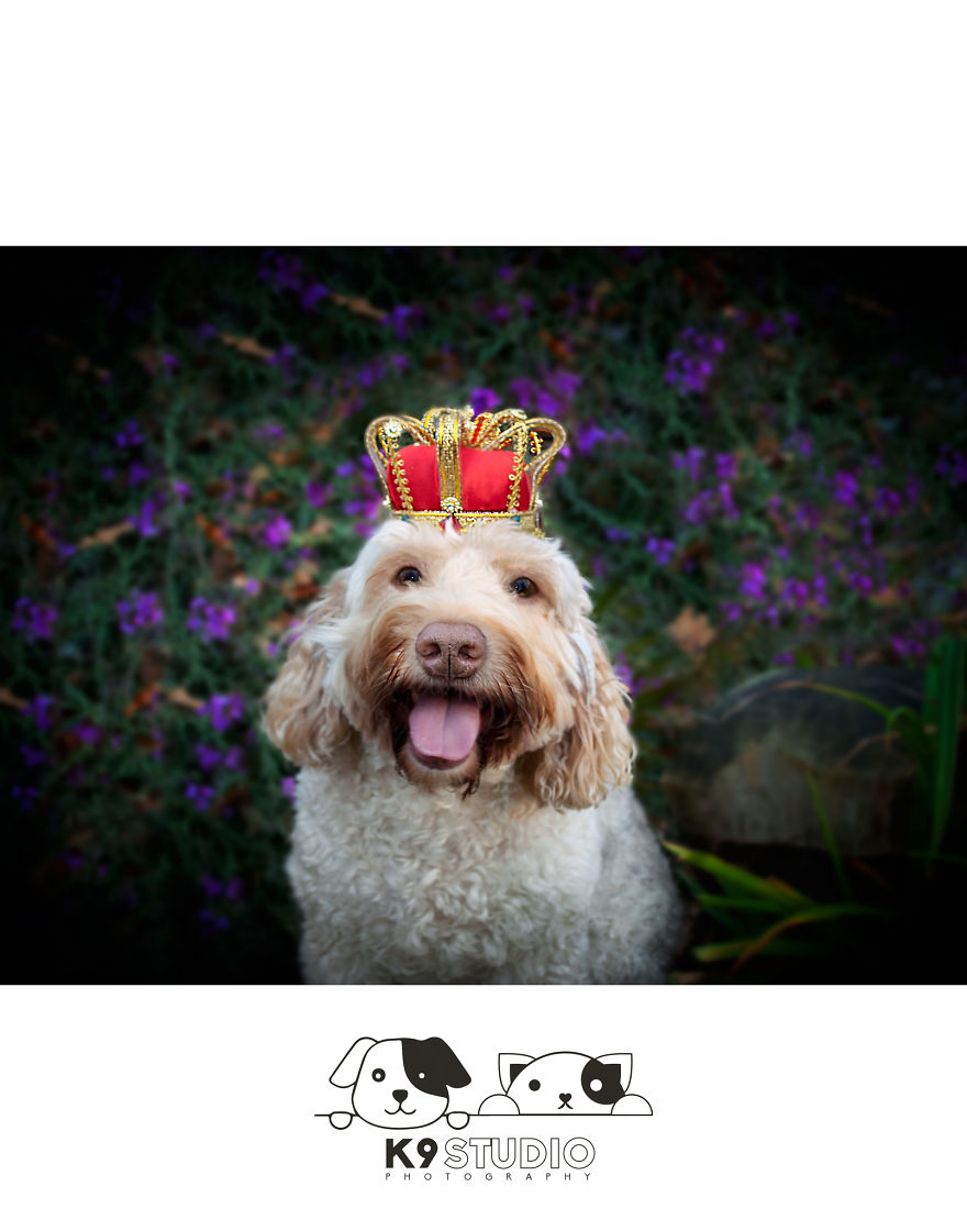 The Royal In The Bark