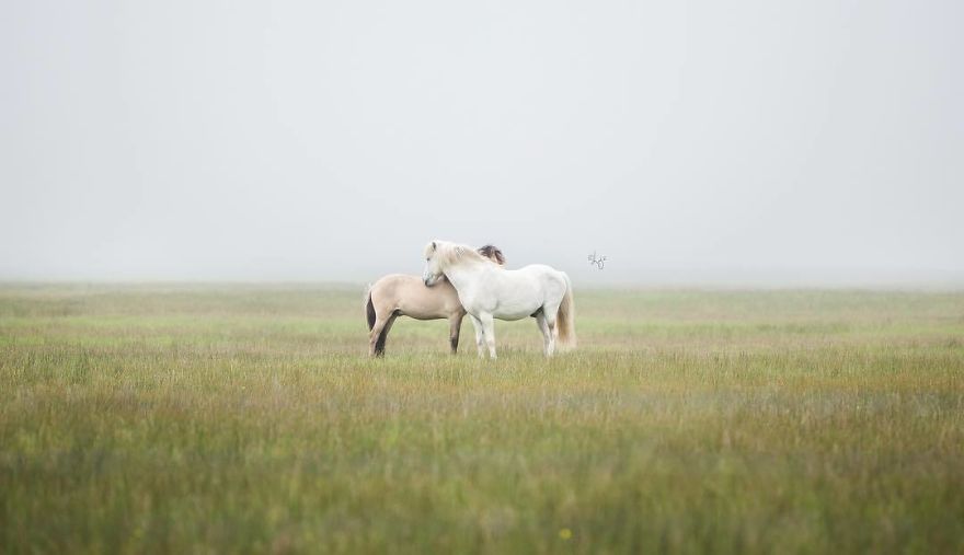 I Photograph Horses In The Breathtaking Icelandic Landscape